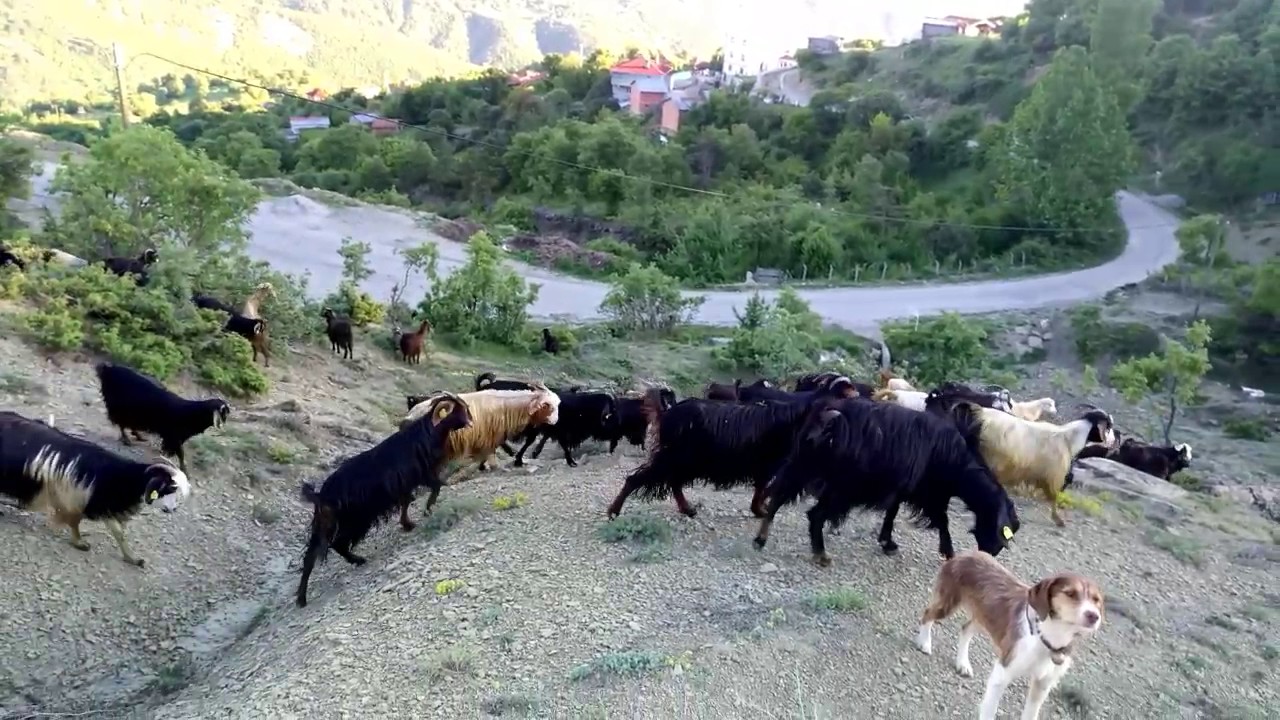 Şaban çolak Sinop durağan hacımahmutluköyü keçileri