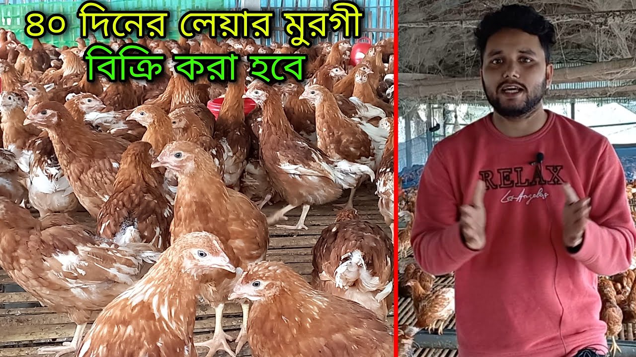 ৪০ দিনের লাল রঙের লেয়ার মুরগির বিক্রি করা হবে 🐔 লেয়ার মুরগী পালন