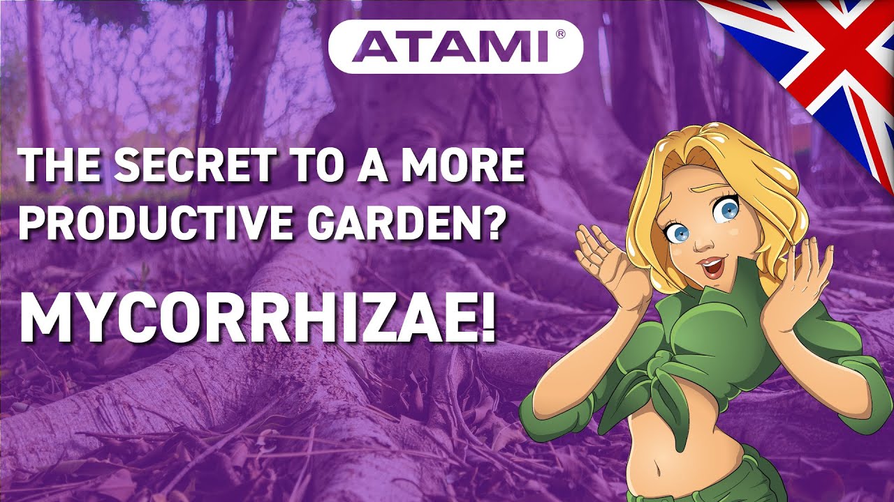 Mycorrhizae: a natural way to improve your plants' ability to uptake nutrients.