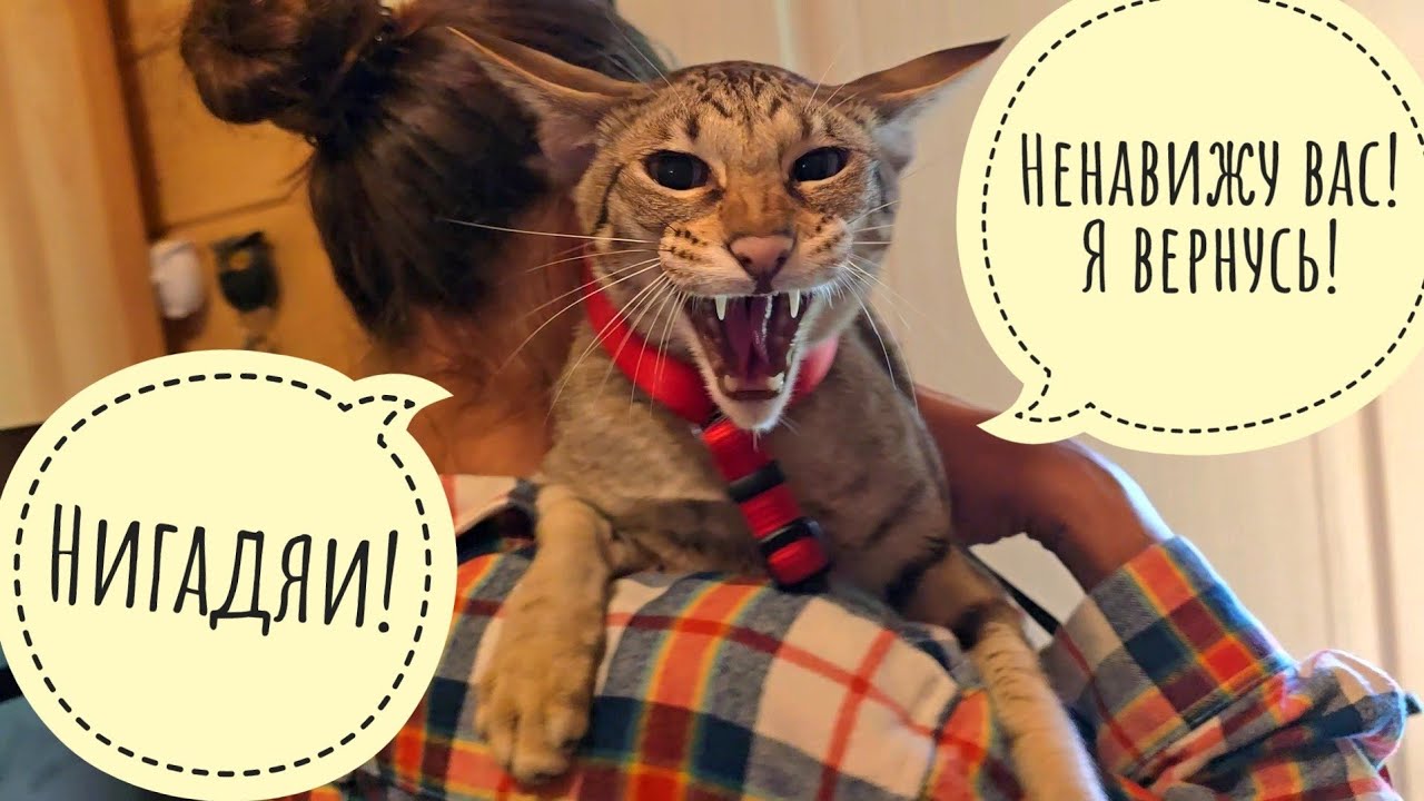 Маша сходила с Псом Кубиком в автолавку, забрала треугольного кота и уехала. Как дальше жить?!