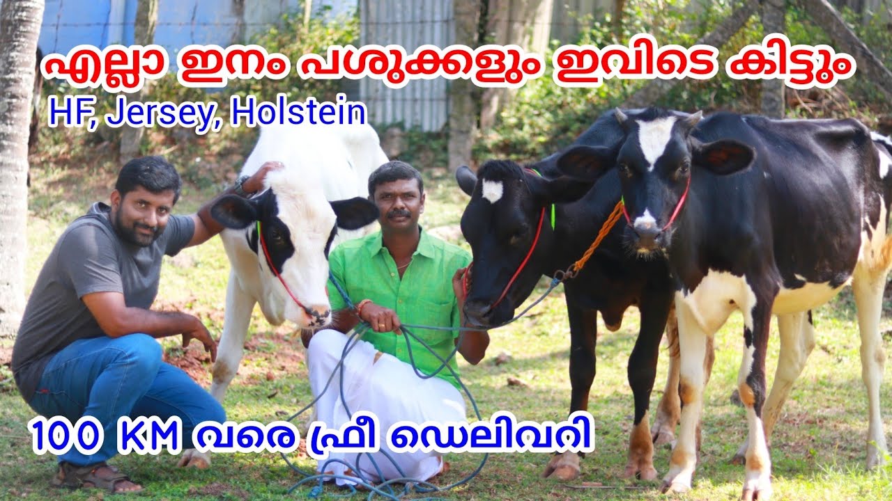 ഫാമിലേക്ക് ആവിശ്യം ഉള്ള പോത്തുകളും പശുക്കളും | Cow and Buffalo's