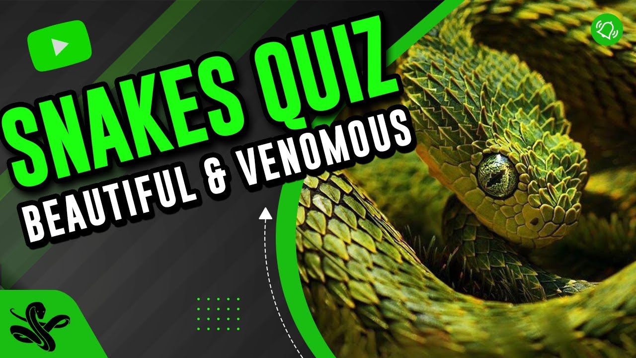 Snakes Quiz | Guess the Snake | Snake Identification