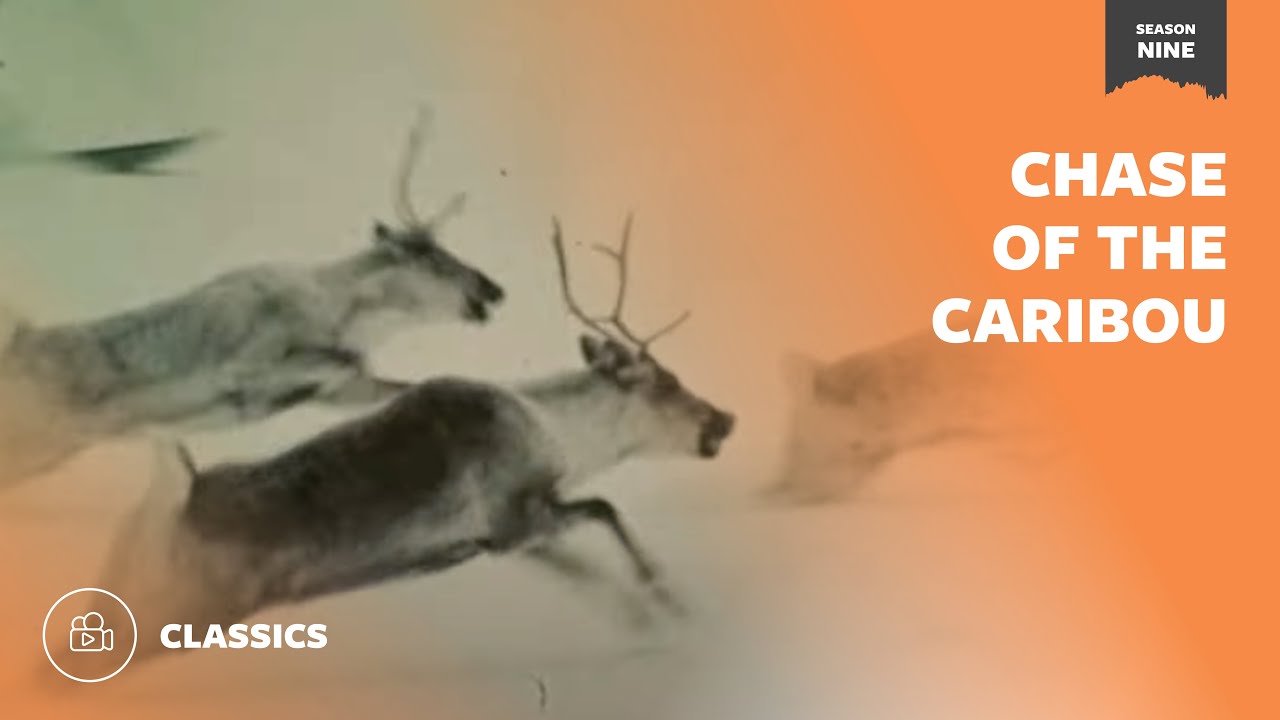 Chase of the Caribou | Mutual of Omaha's Wild Kingdom