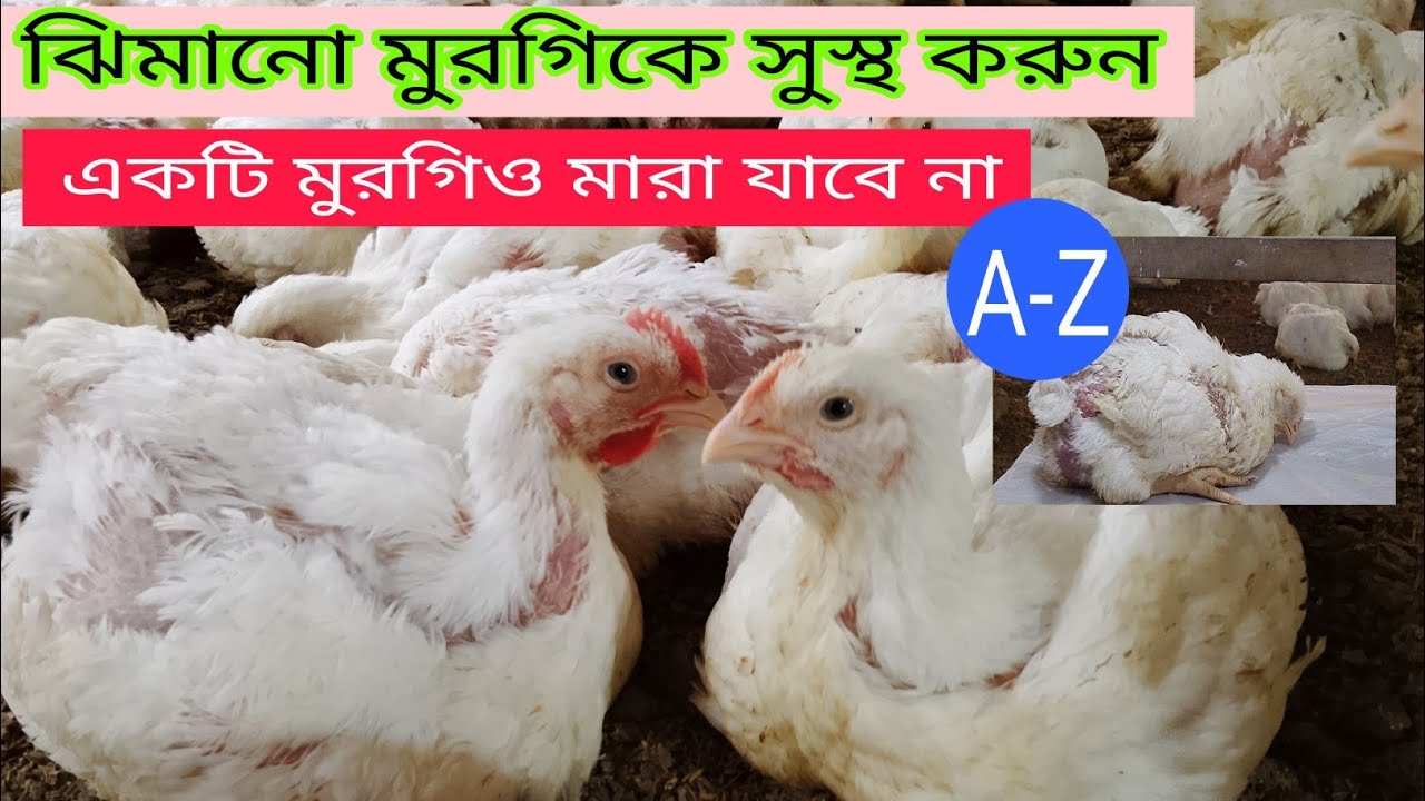 ঝিমানো মুরগিকে সুস্থ করুন | ঝিমানো মুরগির সুস্থ করার সহজ পদ্ধতি | সুস্থ করার A-Z আলোচনা