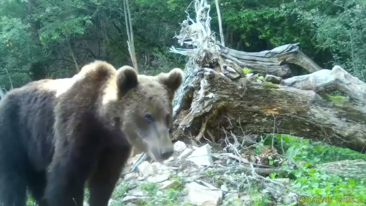 Defileul Jiului National Park