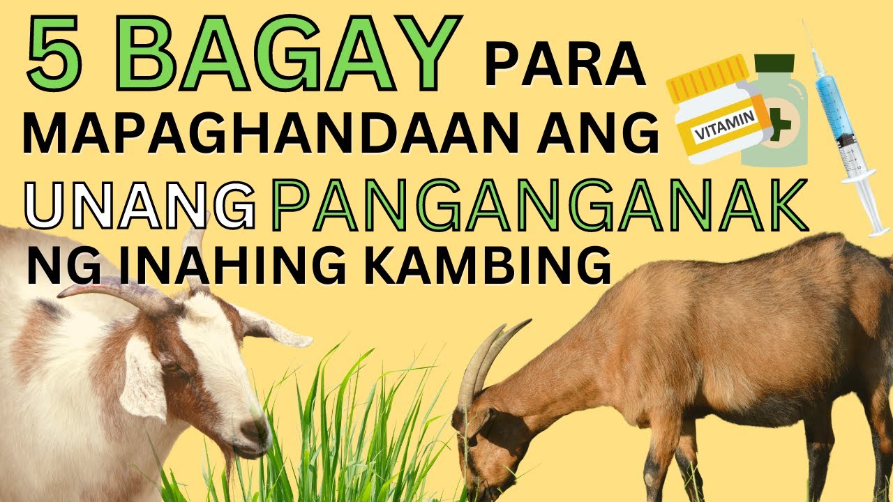 LIMANG BAGAY PARA MAPAGHANDAAN ANG UNANG PANGANGANAK NG INAHING KAMBING!  (1st Parturition)