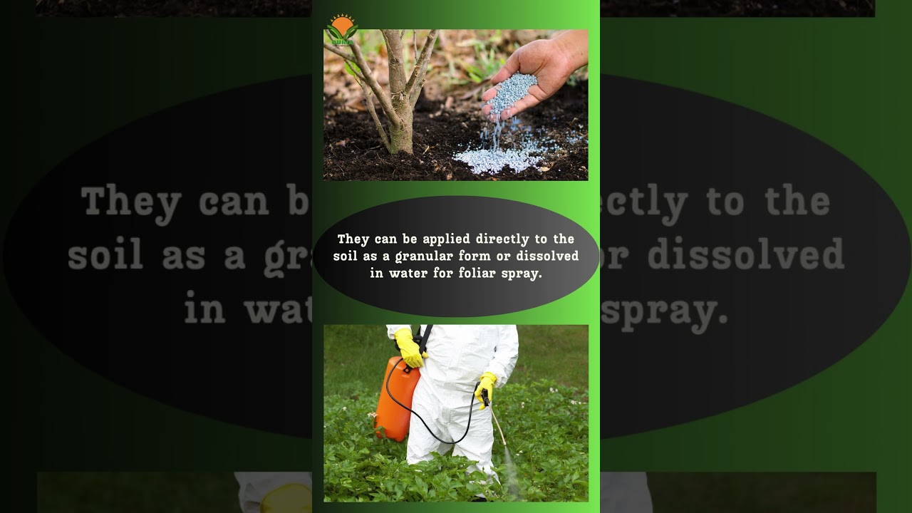 OURIA  SHORTS VIDEO 007_TOP 3 NUTRITION PRODUCTS SUITABLE FOR REPLACING UREA IN AGRICULTURE