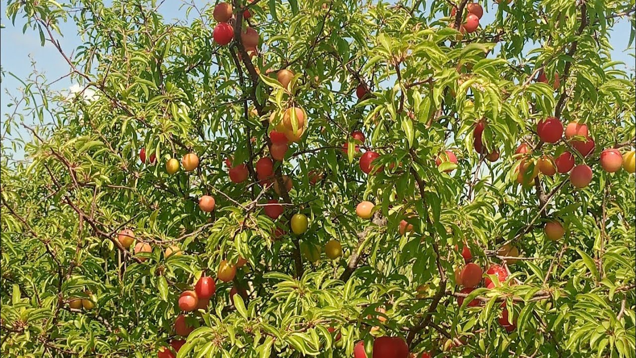 Wild plum picking.