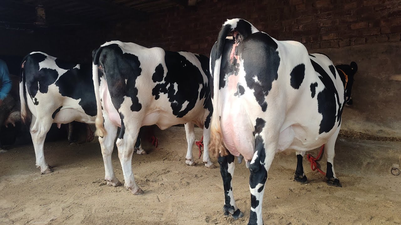 Top class Hf cows for sale, ਸੋਹਣੀਆਂ ਗਾਵਾਂ ਵਿਕਾਊ