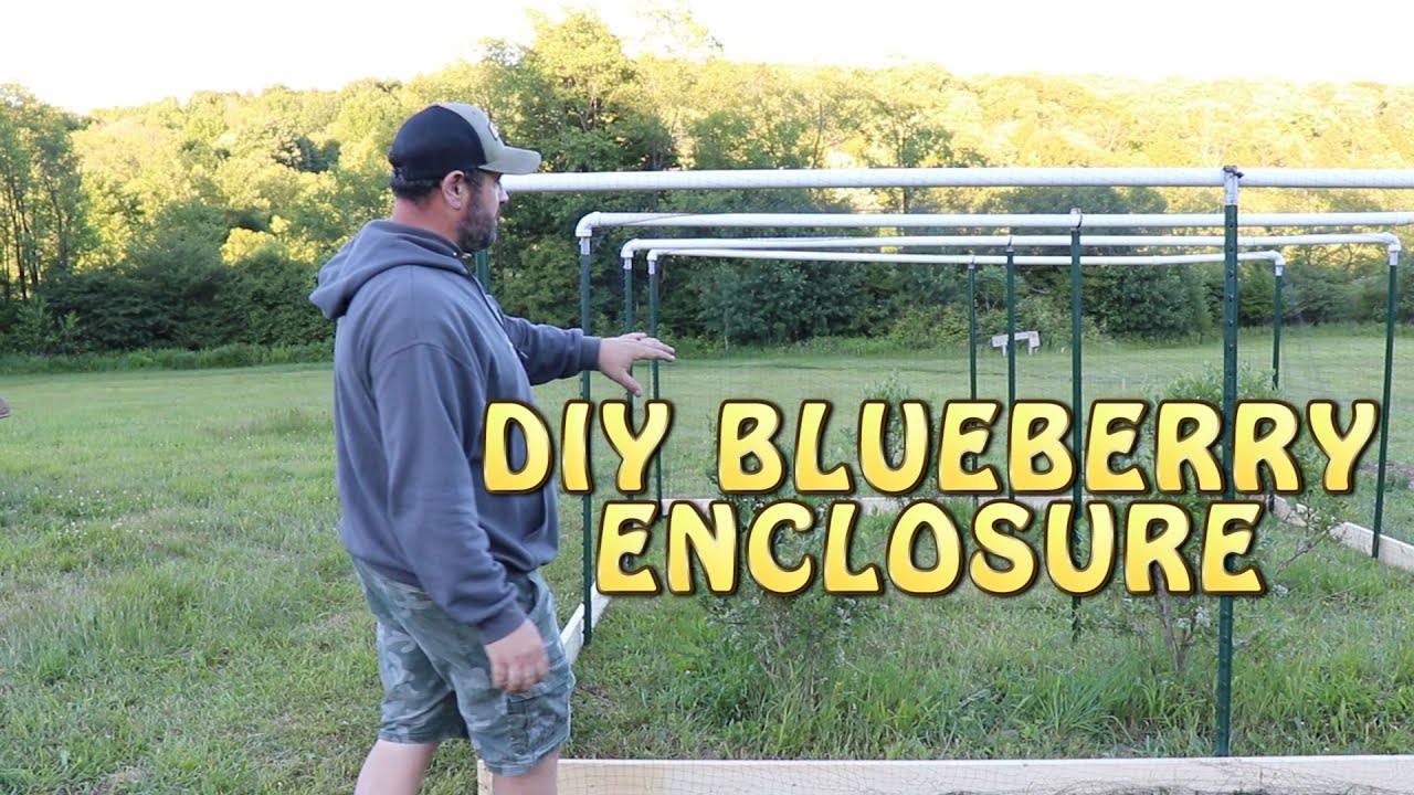 DIY Blueberry Enclosure ~ Cheap and Easy!
