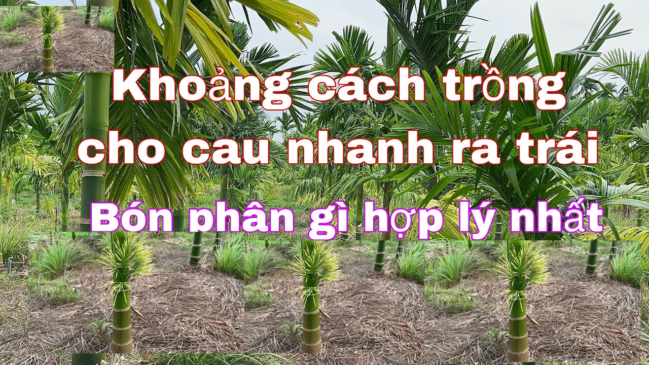 Khoảng cách trồng cau hợp lý cho cây nhanh ra bông. Zalo 0987737608