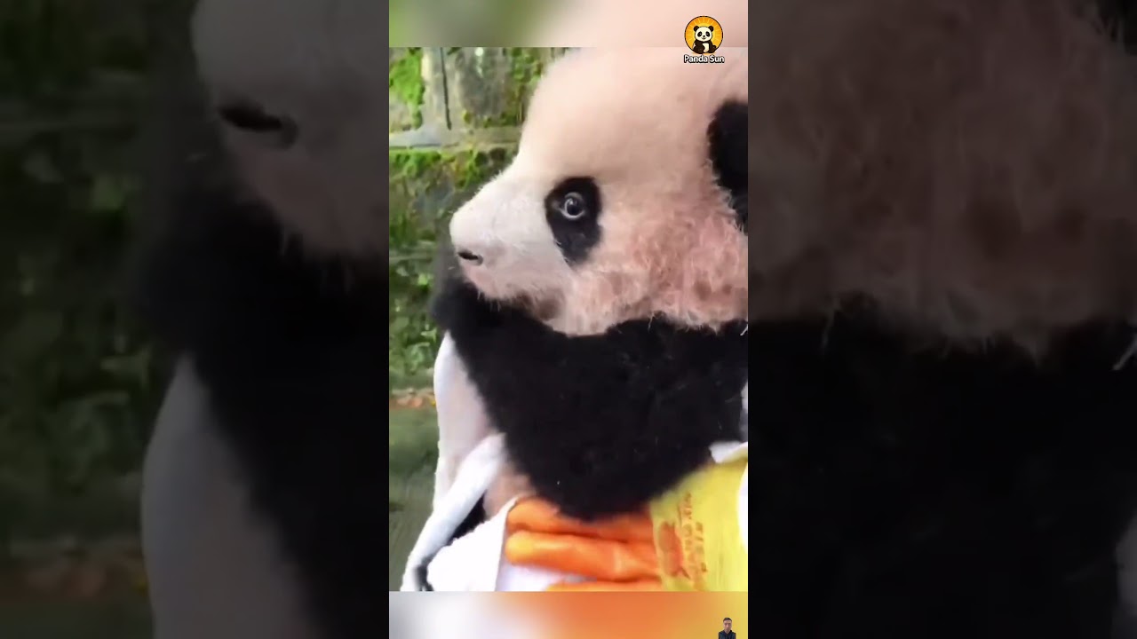 Baby panda cuteness overload아기 판다 귀여움 폭발 #둥이 #cute #funny #animals #nature #panda