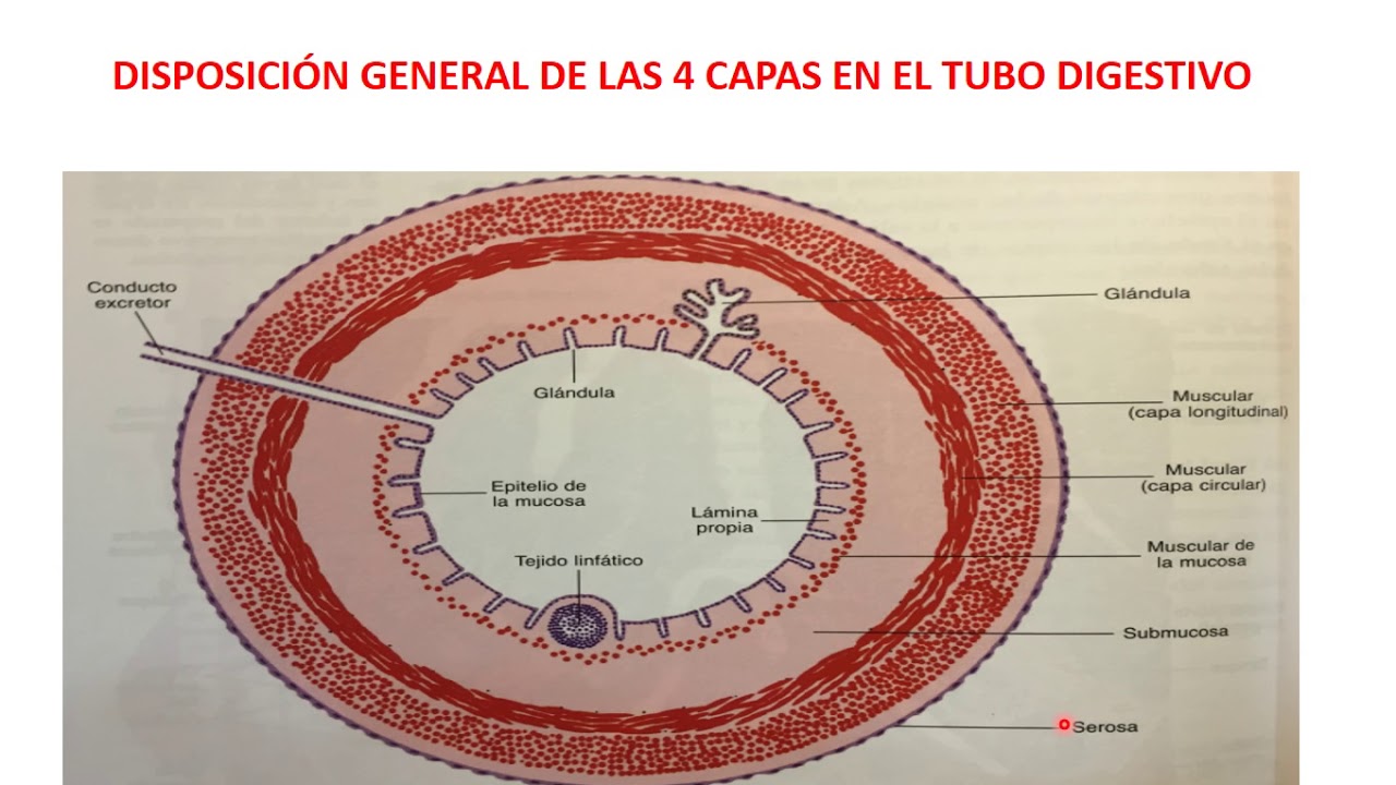 Generalidades histológicas del tubo digestivo