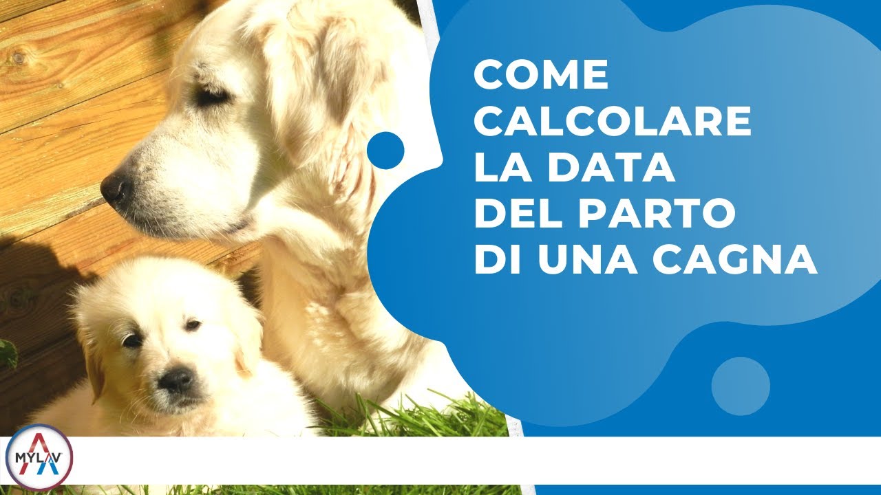Come calcolare la data del parto di una cagna