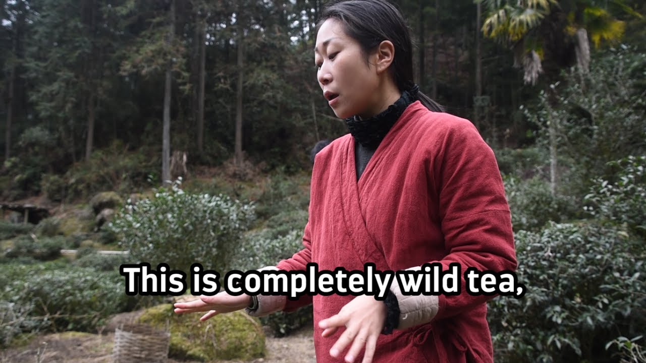 What makes Wild Tongmu Jin Jun Mei unique?