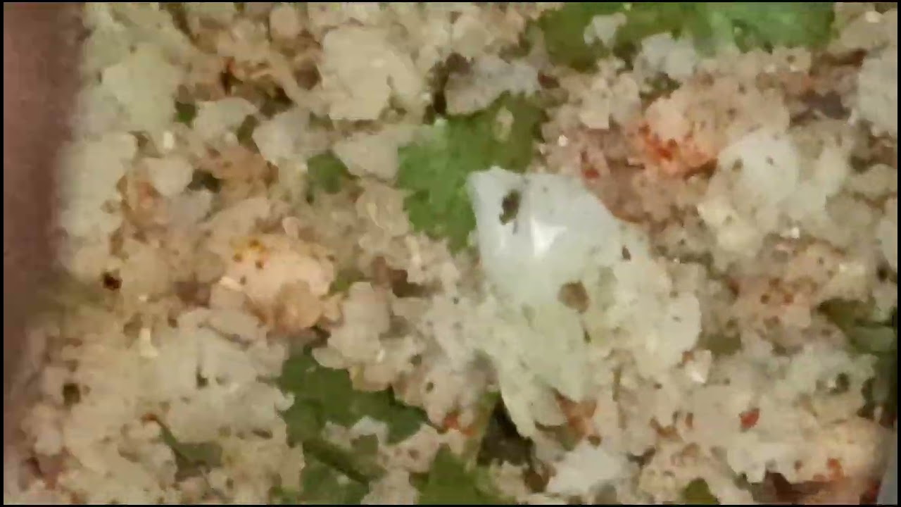 Subah ki pahli video gobhi ke paraathe ke sath