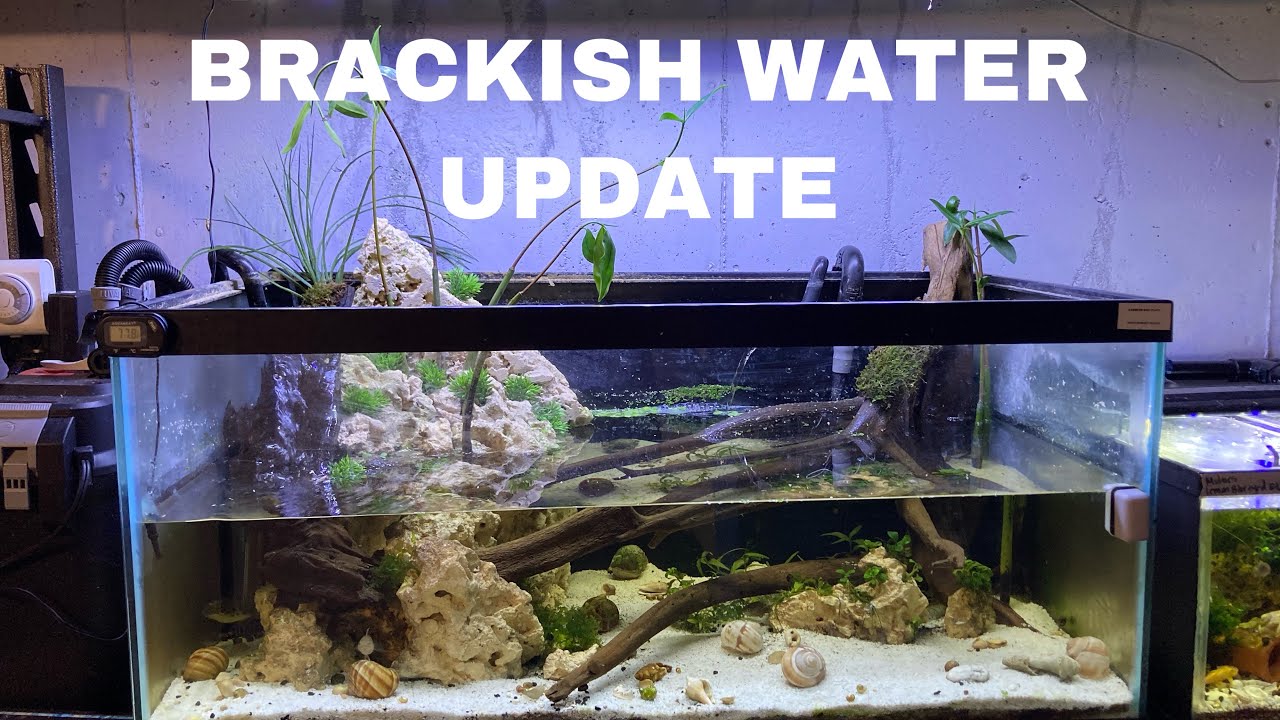 BRACKISH WATER TANK UPDATE