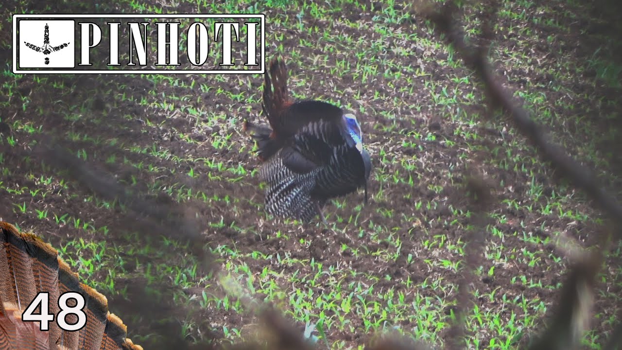 EASTERN GOBBLERS | STORY to be TOLD FOR MANY YEARS | BIZARRE ENCOUNTERS on PUBLIC LAND- Pinhoti 2021