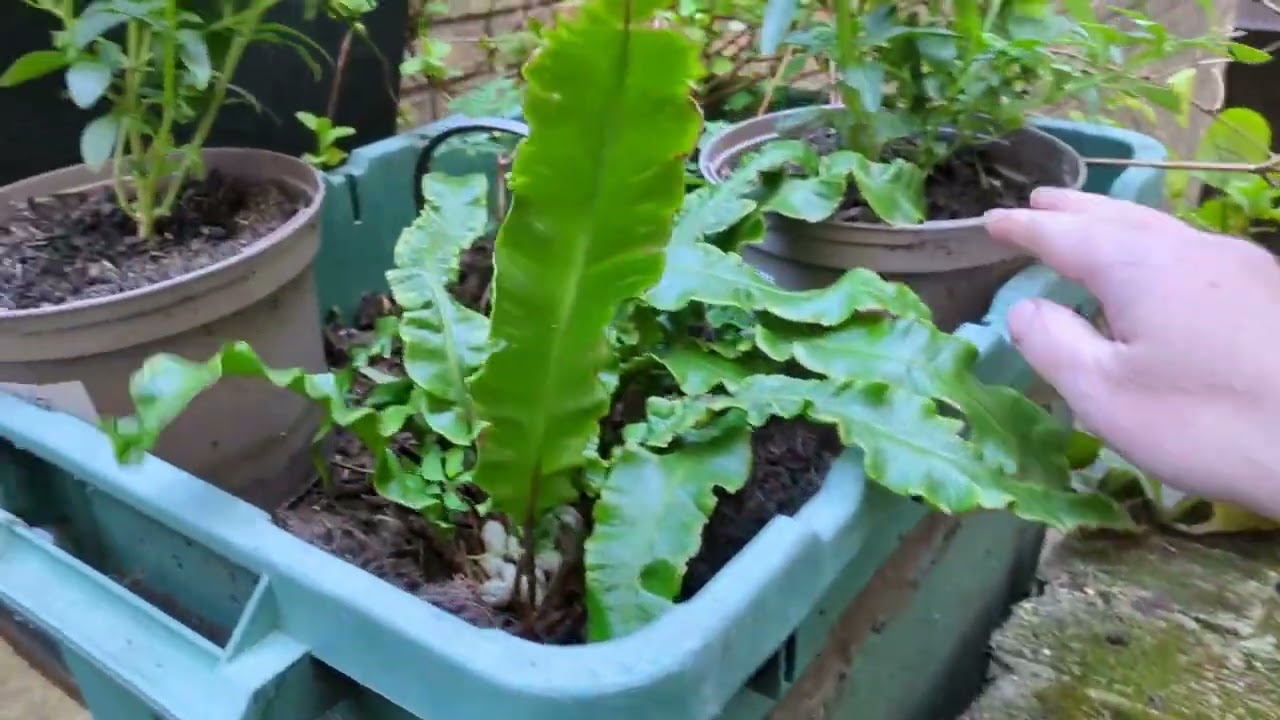 My Permaculture* Planters (*not really)
