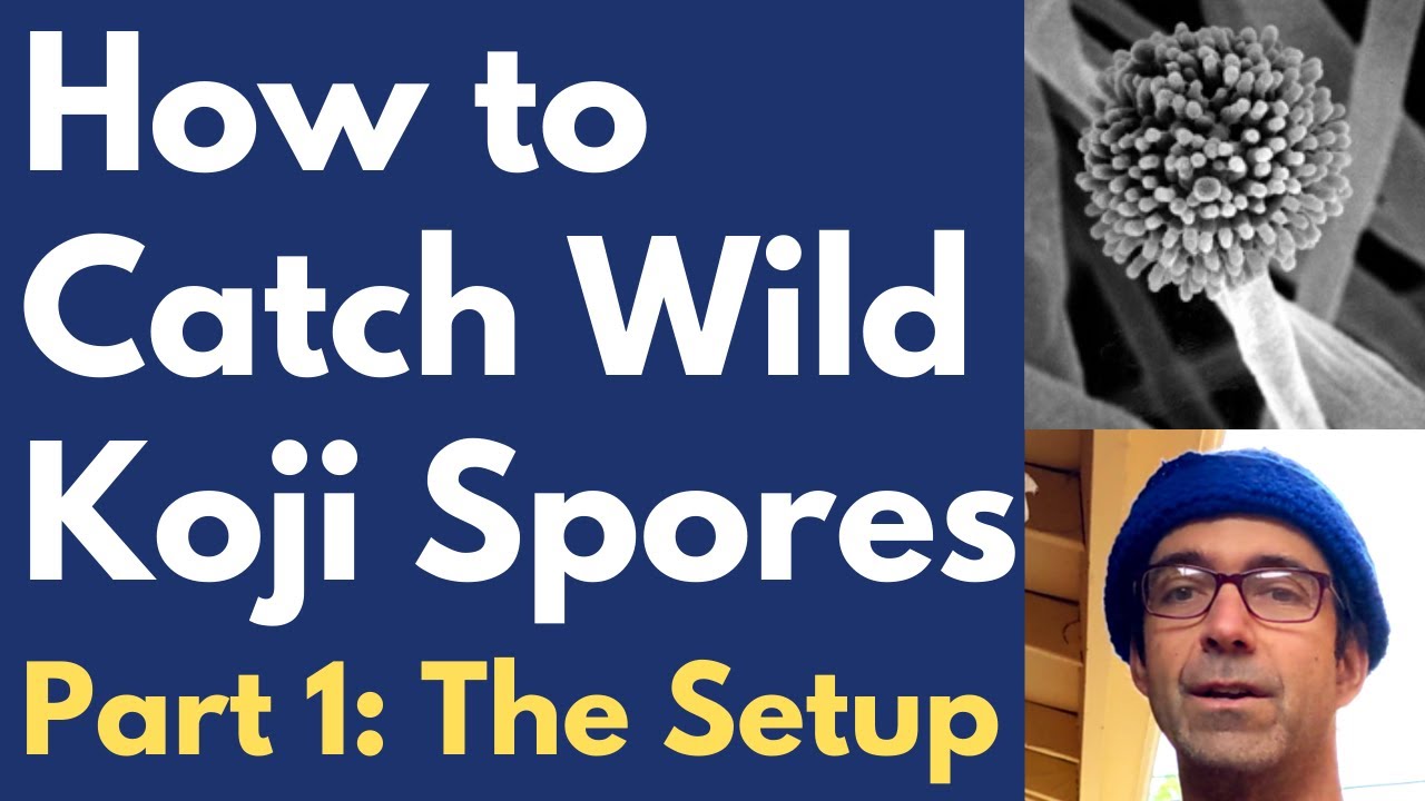 How to Catch Wild Koji Spores (Aspergillus) Pt. 1