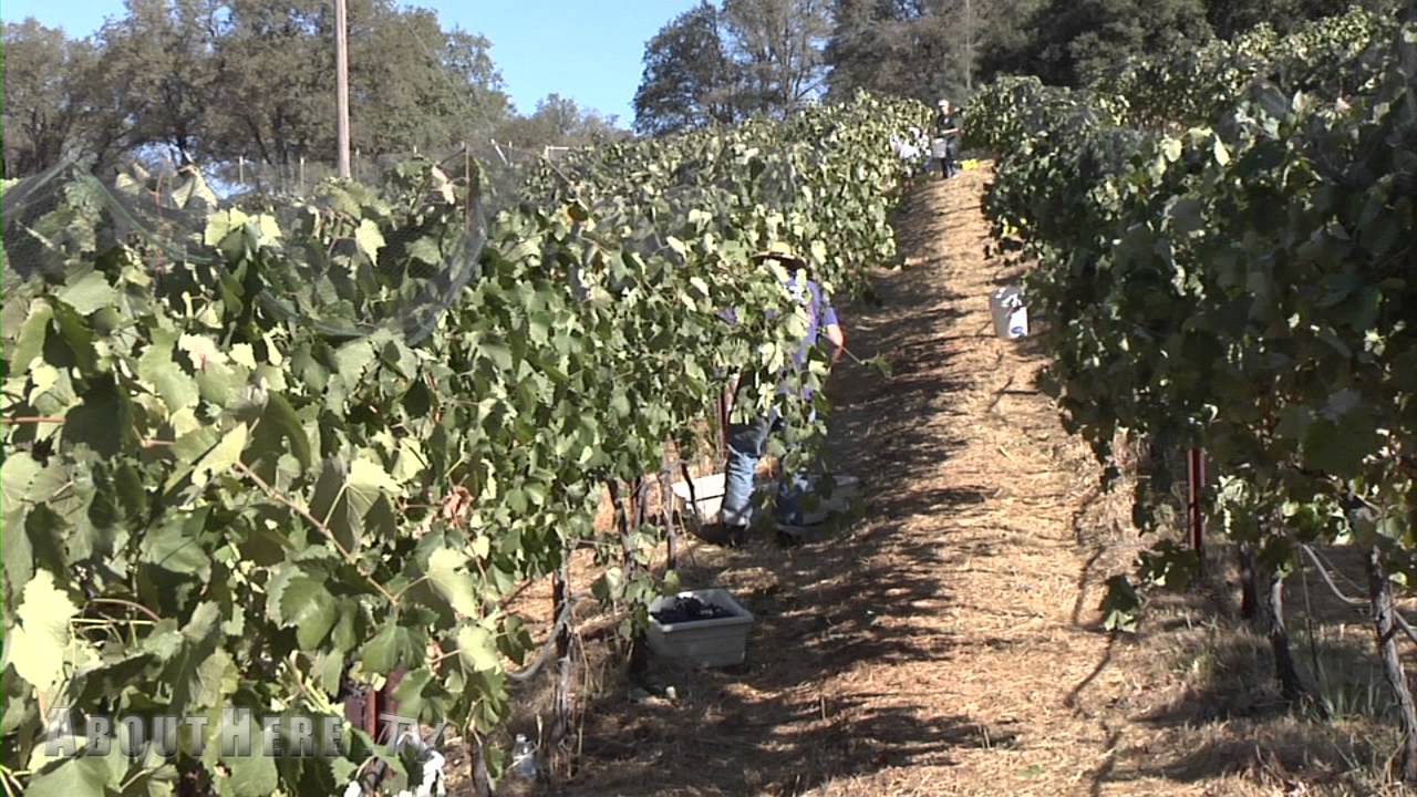 Placer Wine Trail intro - Placer & Auburn Wineries