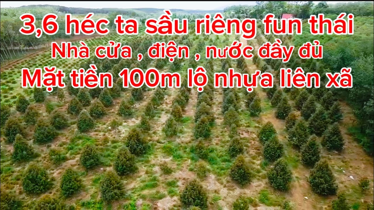 Bán mãnh vườn sầu riêng fun thái mặt tiền lộ nhựa, nhà cửa điện nước đầy đủ hậu view hồ. 0385390009