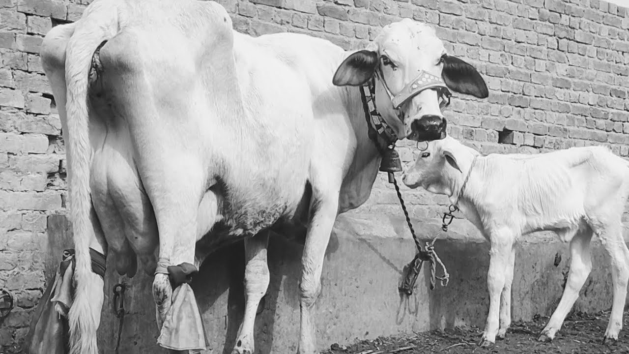 25 litre dudh ki guarantee rate 460000 number ( 03020015876)