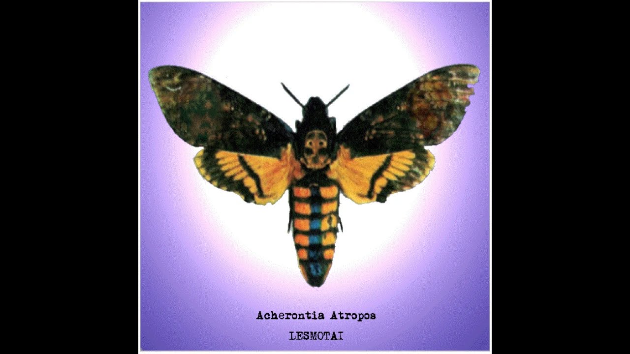 12_Acherontia Atropos