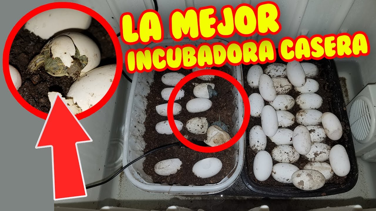 INCUBADORA CASERA PARA TORTUGAS