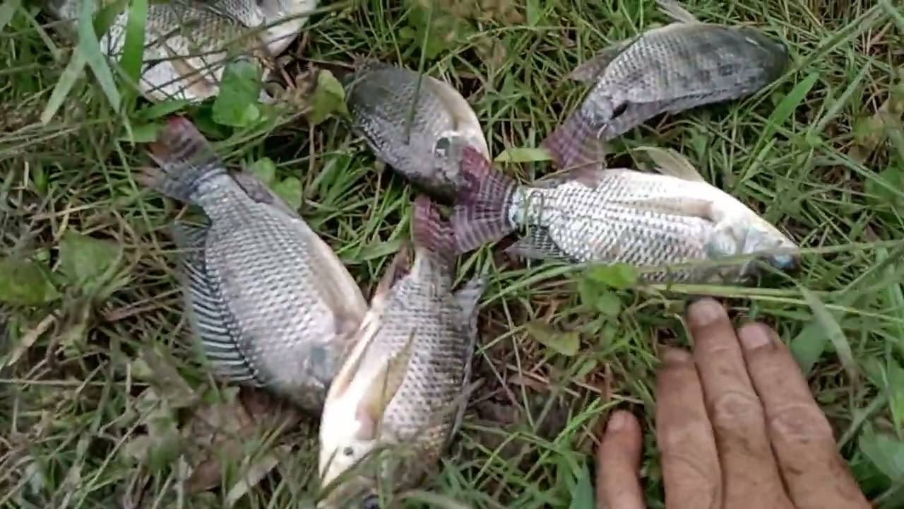 Minggu pagi tadi aku mancing lumut nila banyak sehat mantap 👍🏻😎