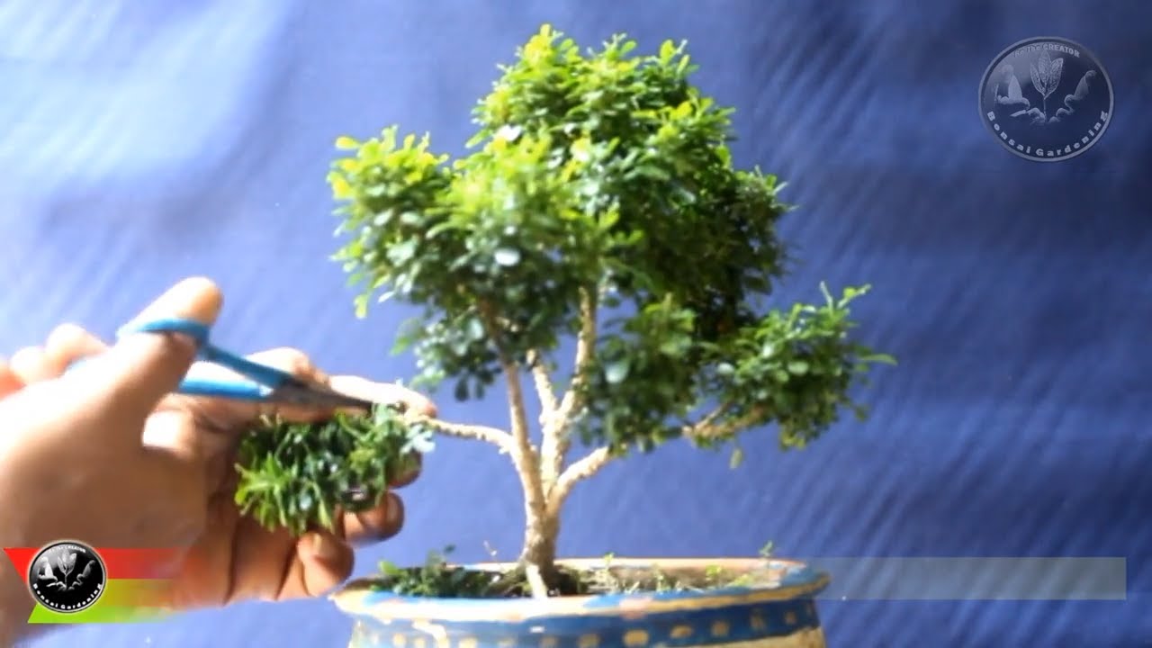 Dwarf Kamini Bonsai, NATURAL BONSAI TREE Step 2, Be the Creator, Sept. 2018,