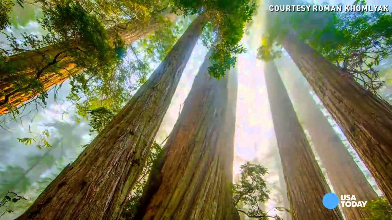 Ken Burns: Secrets of Redwood, Sequoia national parks