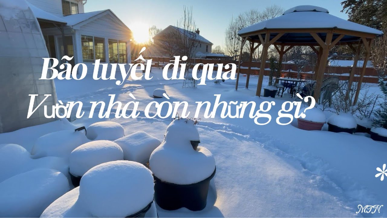 Bão tuyết 2026 đi qua. Vườn nhà còn những gì!?