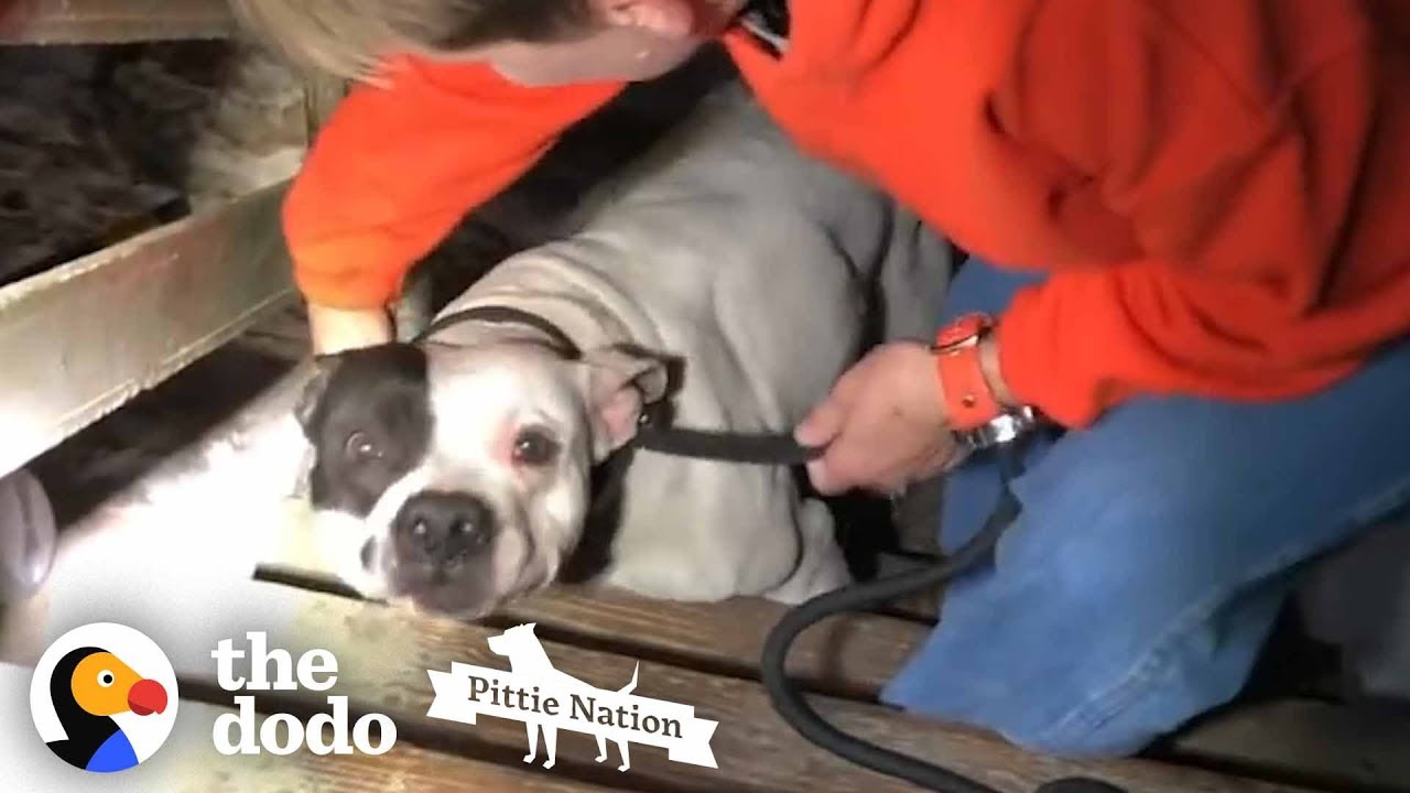 People Find PIT BULL Chained in the Basement of New Home | The Dodo Pittie Nation