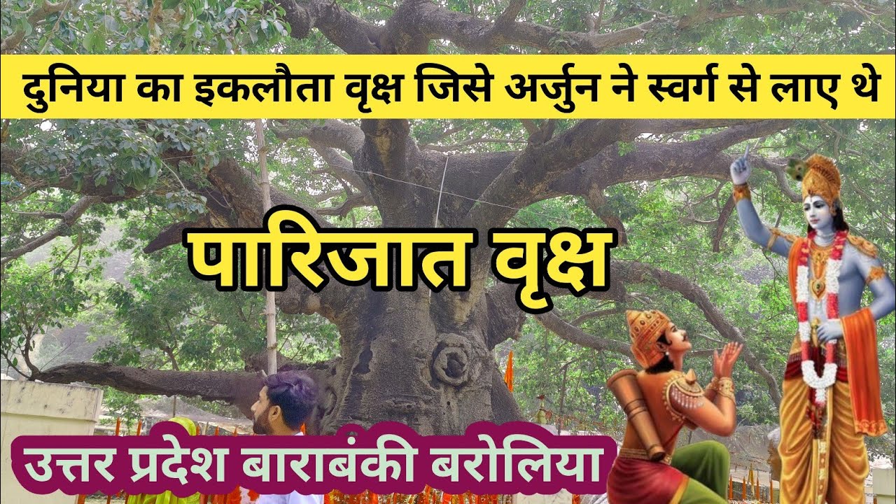 पारिजात का वृक्ष !! दुनिया का इकलौता कल्प वृक्ष !! Parijat tree!! The only Kalpa tree in the world