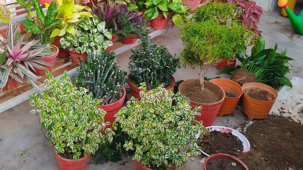 Important works in February || Cutting,  repotting,fertilizing,pruning ||