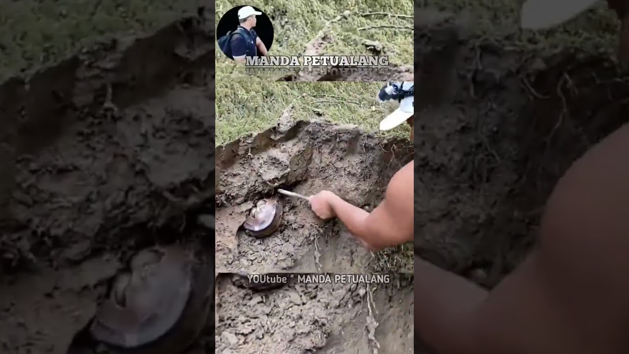 ular buntet muncul lagi 