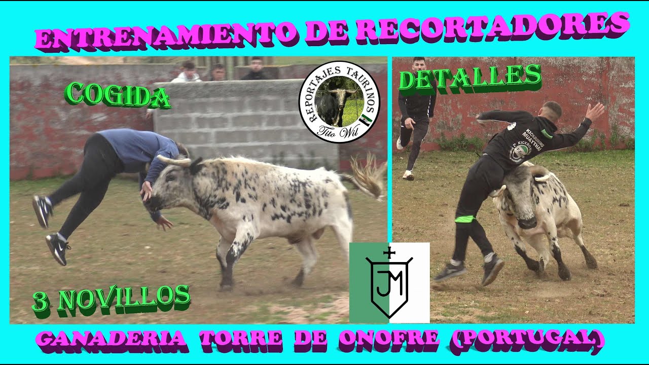 ENTRENAMIENTO RECORTADORES 3 NOVILLOS GANADERIA TORRE DE ONOFRE PORTUGAL #portugal #toro #recortes