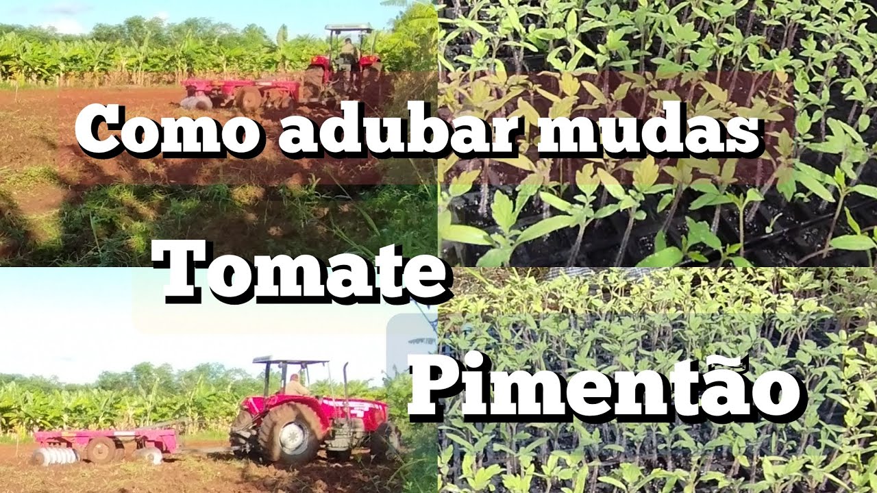 como adubar mudas tomate e pimentão + arando a Terra.