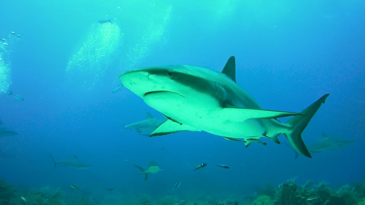 Roatan Honduras Shark Dive