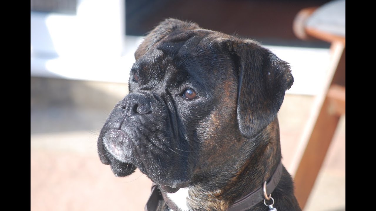 Bear the Boxer Dog