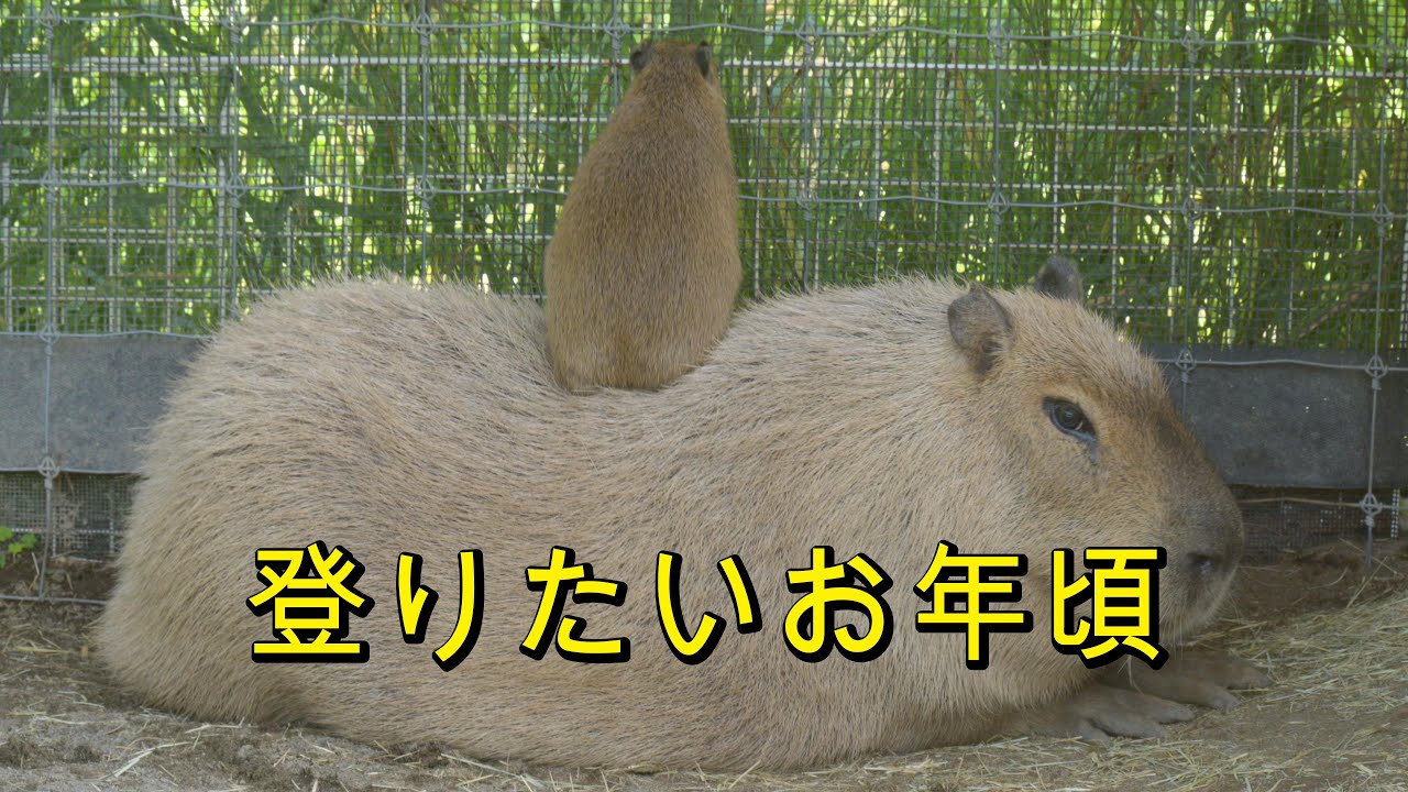 赤ちゃんカピバラあるある / a typical thing for baby capybara