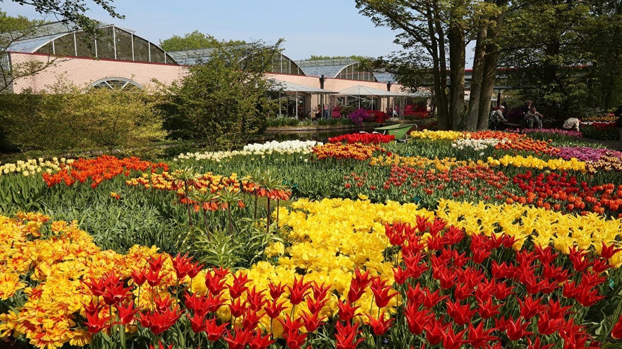 Zbog Selfija, Turisti Uni&scaron;tavaju Holandske Lale