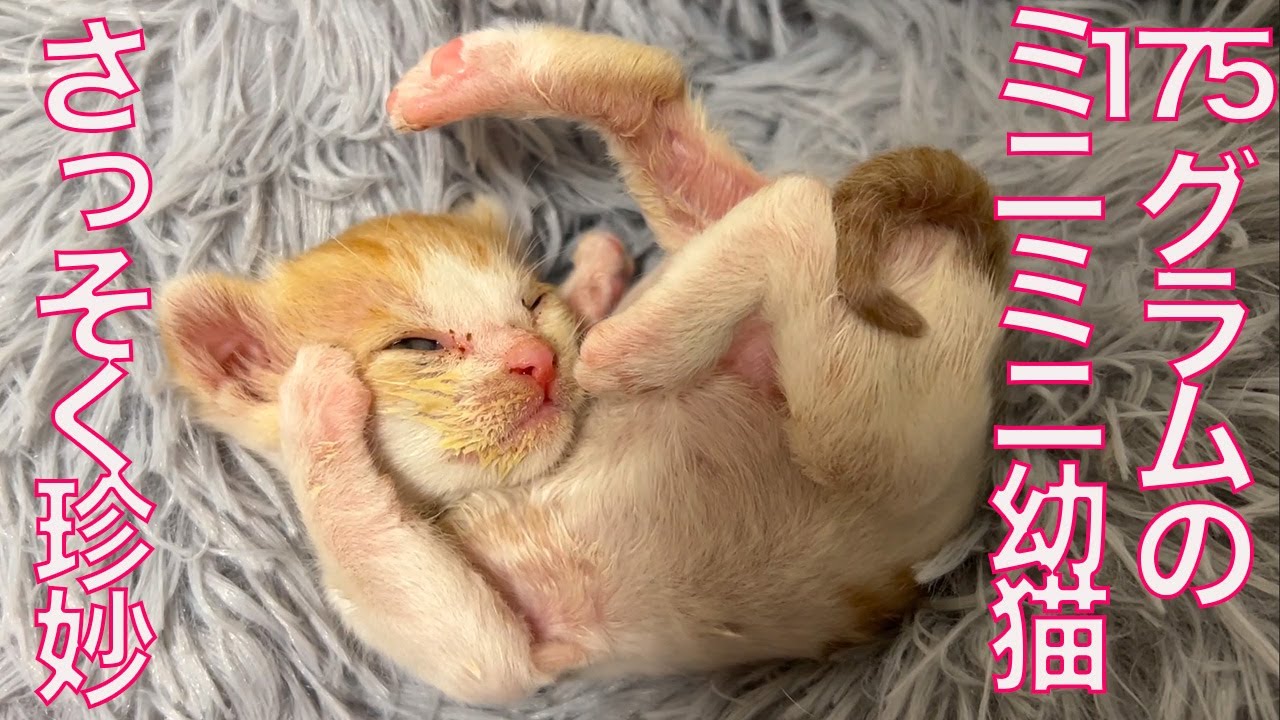 175gの超ミニミニ幼猫、珍妙寝相と顔芸を披露する The too-small kitty's funny sleeping posture