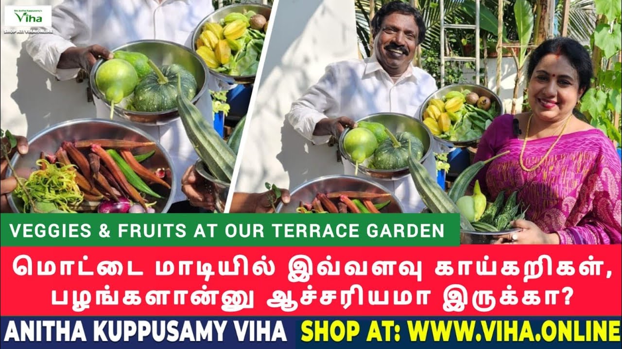 மொட்டை மாடியில் இவ்வளவு  காய்கறிகள், பழங்கள் இருக்கா? | Anitha  Kuppusamy Terrace Garden Vlog