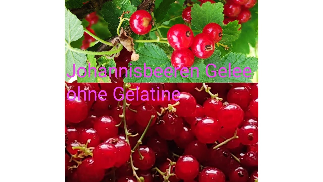 Johannisbeergelee in 20 Minuten/ohne Gelatine.