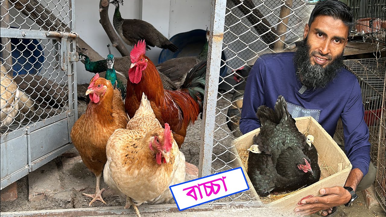টার্কির বাচ্চা ফুটেছে || Bird's Canvas