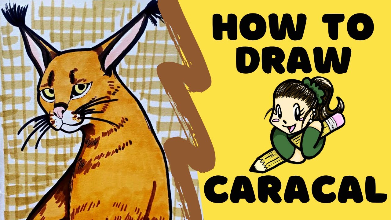 HOW TO DRAW - Caracal