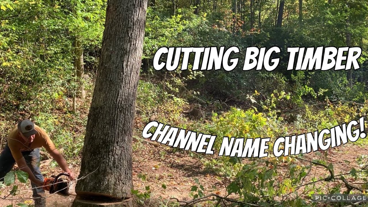 Best Trees We Have Cut In A While/Backwoods TN