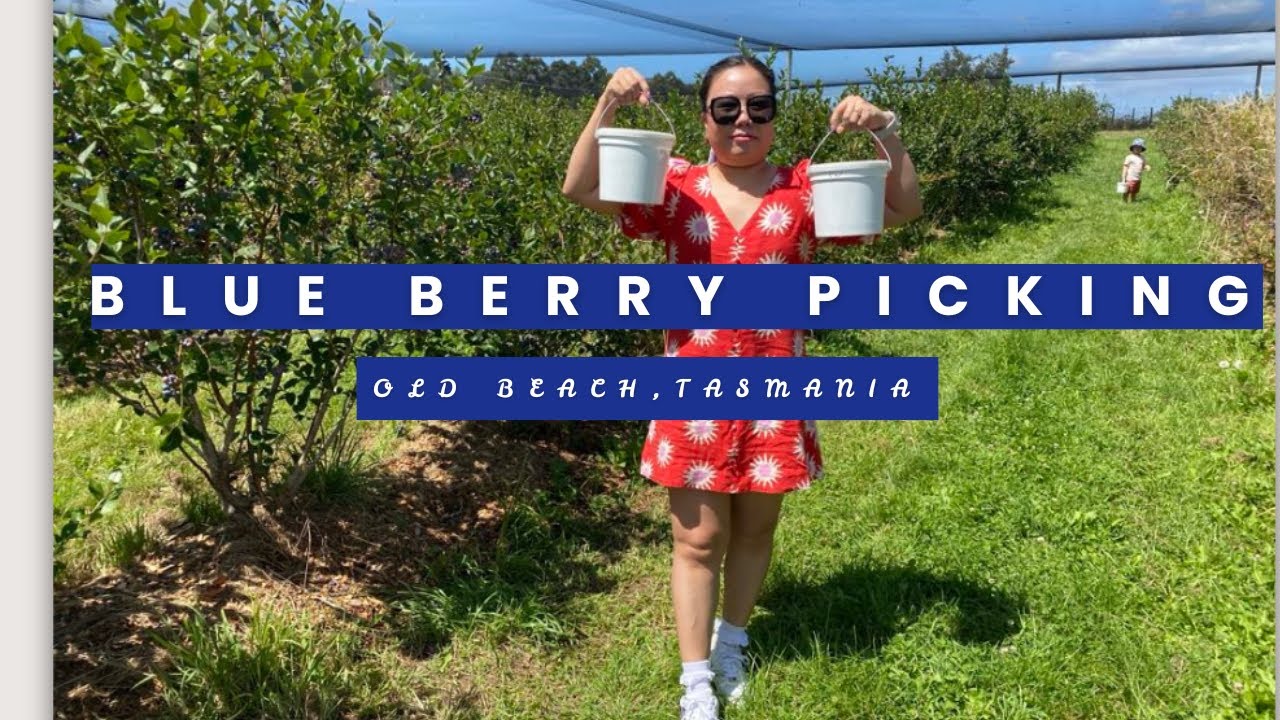 We Found the Most Delicious Organic Blueberries! 🍇